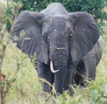 Elephant in Ruaha National Park