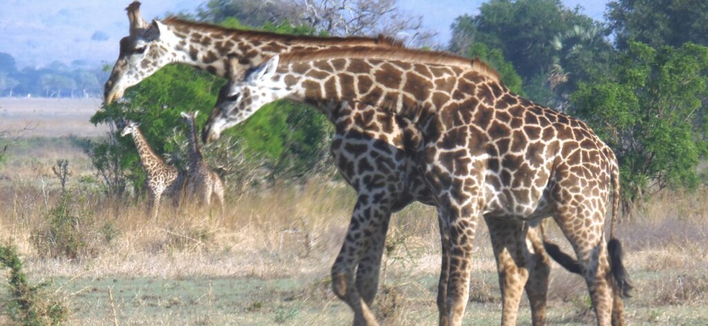 Giraffe in Mikumi National Park from our Photo Gallery- 3 Days Safari to Mikumi