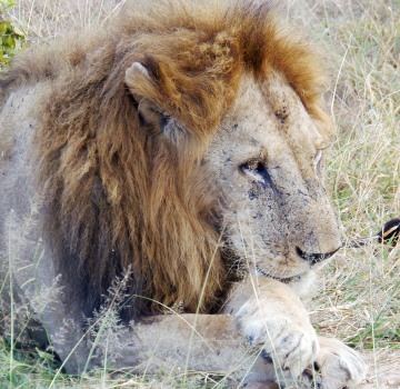 Lion in Mikumi National Park