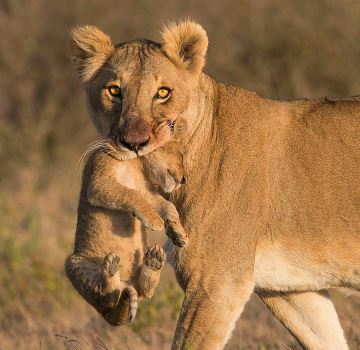 Lionness carrying cab in Mikumi