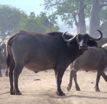 Buffalo herd in Mikumi National Park