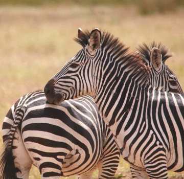 Zebra in Nyerere National Park - Mushroom Tours and safari for all safari needs in Tanzania