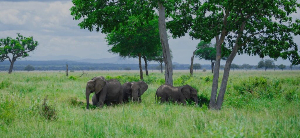 ELEPHANTS RESTING UNDER A TREE IN MIKUMI NATIONAL PARK - 2 Days Safari to Mikumi National Park