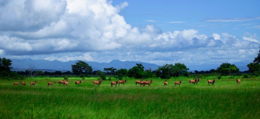 Elands grazing in Mikumi National Park - Day Trip Safari in Mikumi by Mushroom Tours and Safari